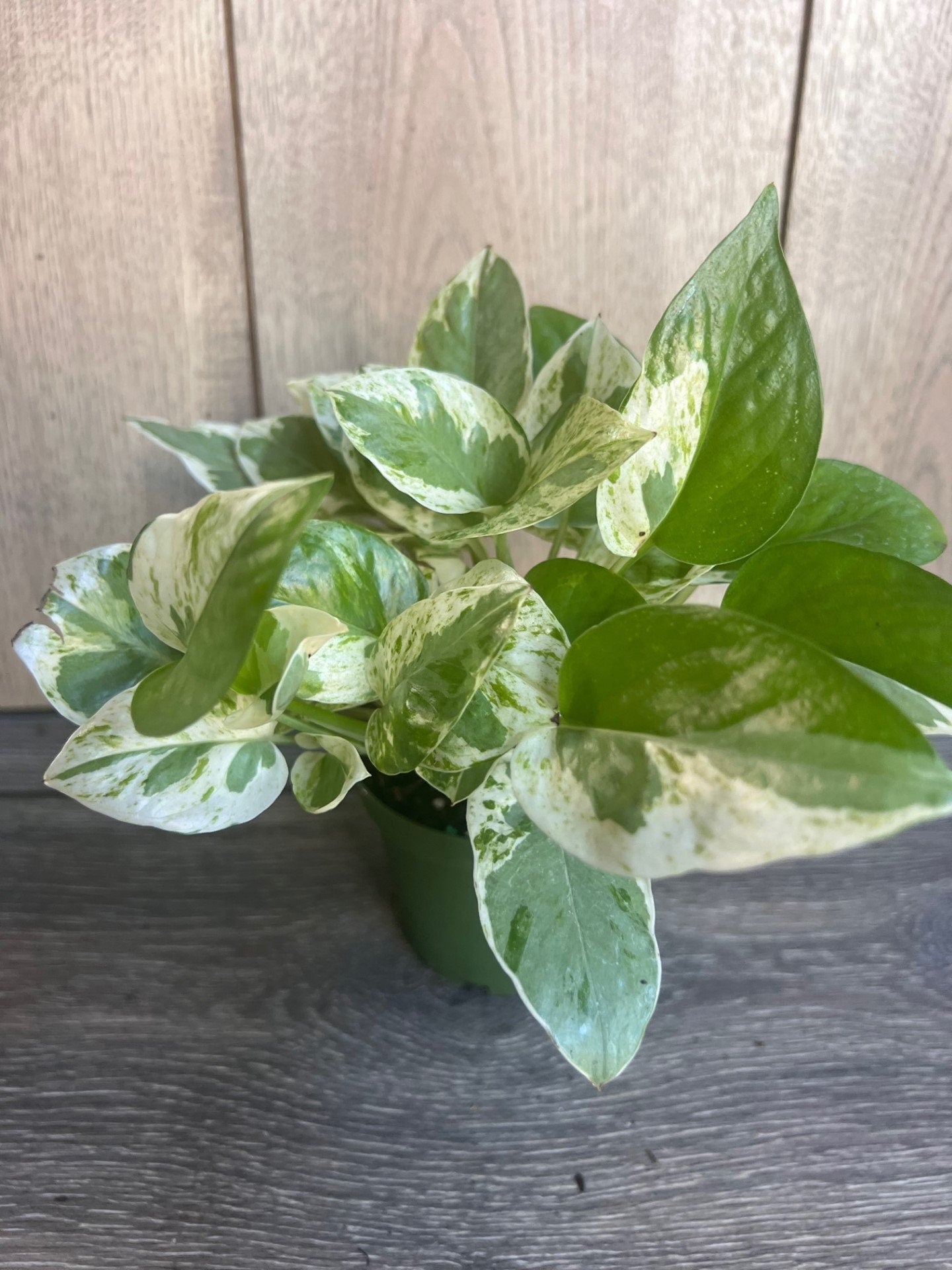 N’Joy pothos , Epipremnum aureum,  Devil’s Ivy in 4" pot, Njoy