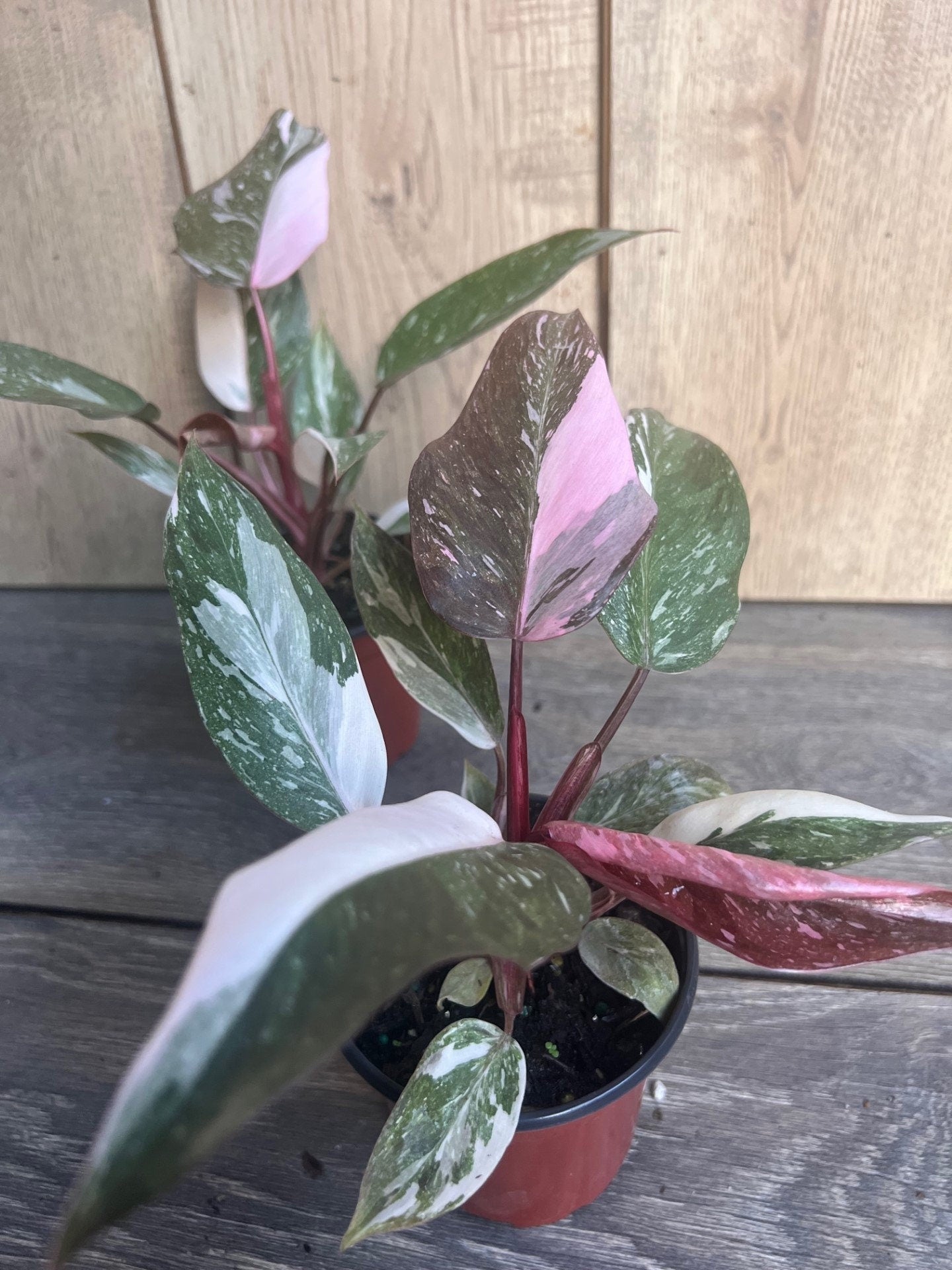 Philodendron pink princess Marble in 4" Pot, High Variegation
