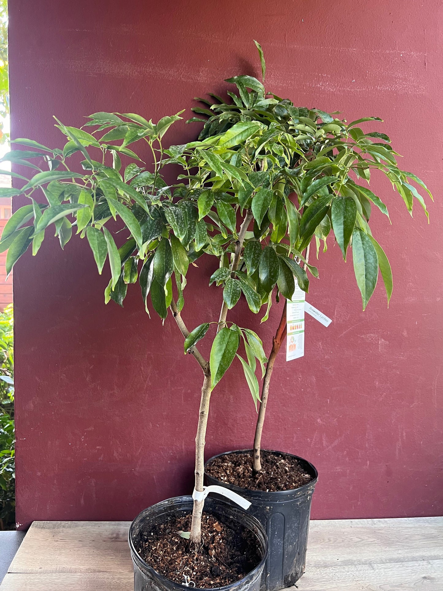 Mauritius Lychee , Litchi chinensis in 10" Pot, 3 to 4 Ft tall, Air layered, No Ship to CA and HI