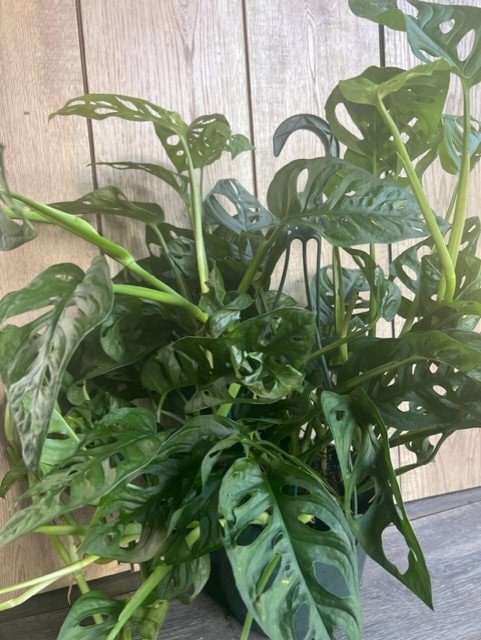 Monstera Adansonii in 8" HB , Swiss Cheese