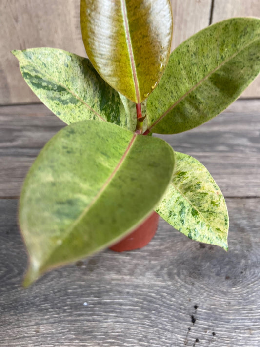 Ficus Shivereana Variegated in 4", Rare