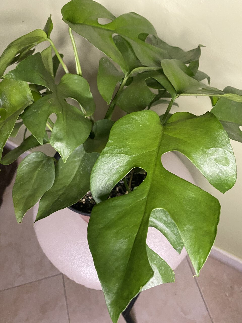 Rhaphidophora tetrasperma AKA Monstera Minima AKA Ginny Monstera, Live Plant, 6" Pot, Ultra Rare Indoor Air Purifier