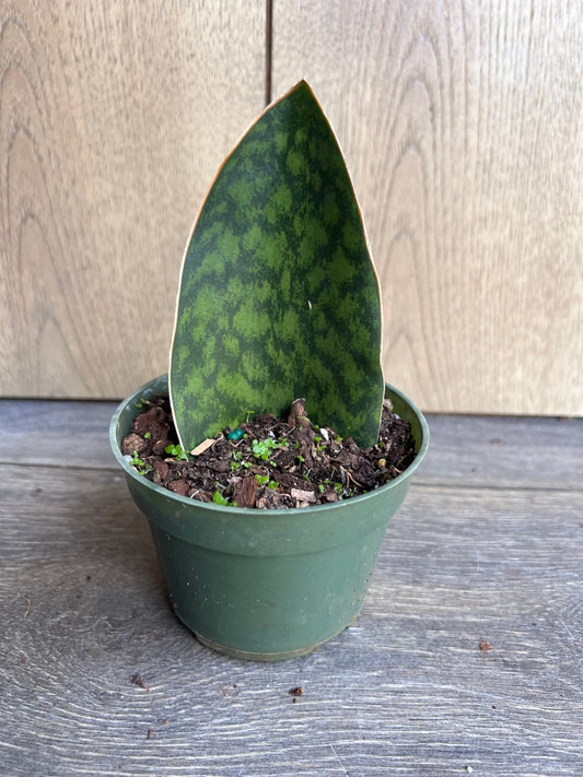 Sansevieria Masoniana, Sansevieria Whale Fin, Snake Plant in 6"