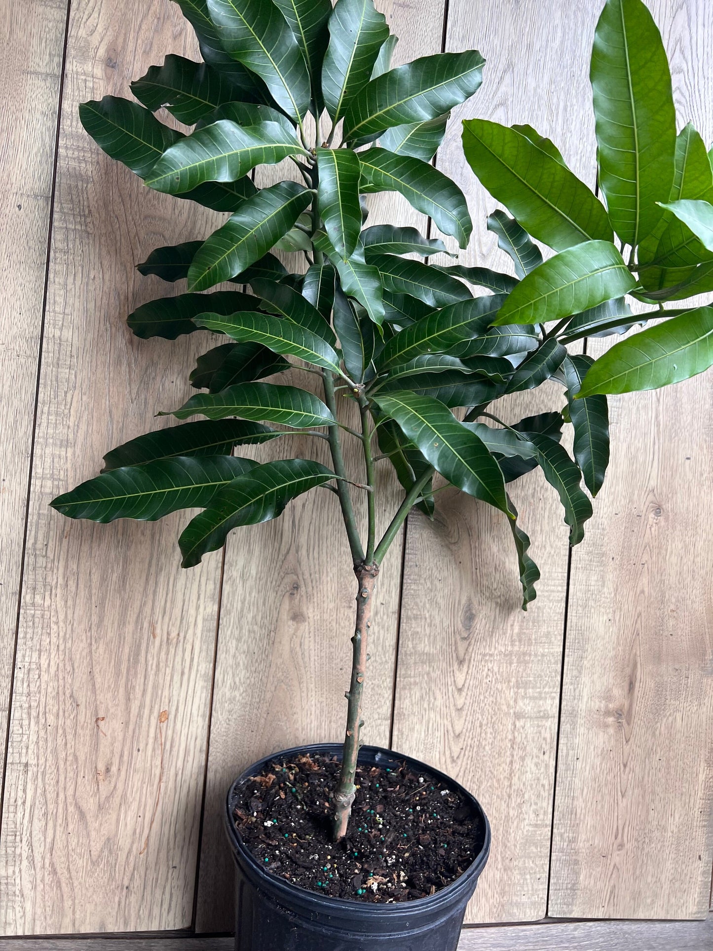Alphonso mango Tree, Manguifera, grafted in 3 gallons pot, No Ship to  HI