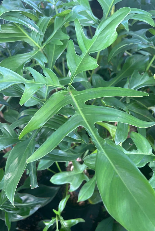 Philodendron Pedatum Glad Hands In 4" Pot