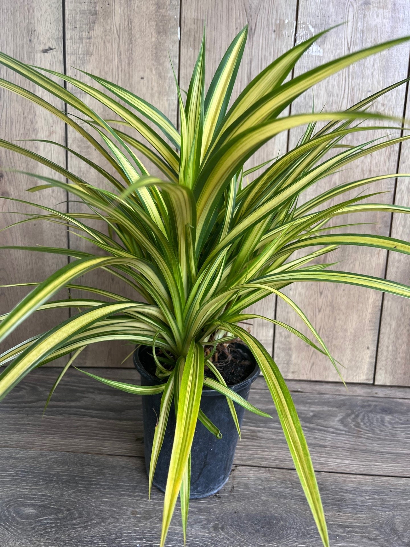 Pandanus baptistii Aureus - Variegated Dwarf Pandanus in 1/2 Gallon Pot,  pandan