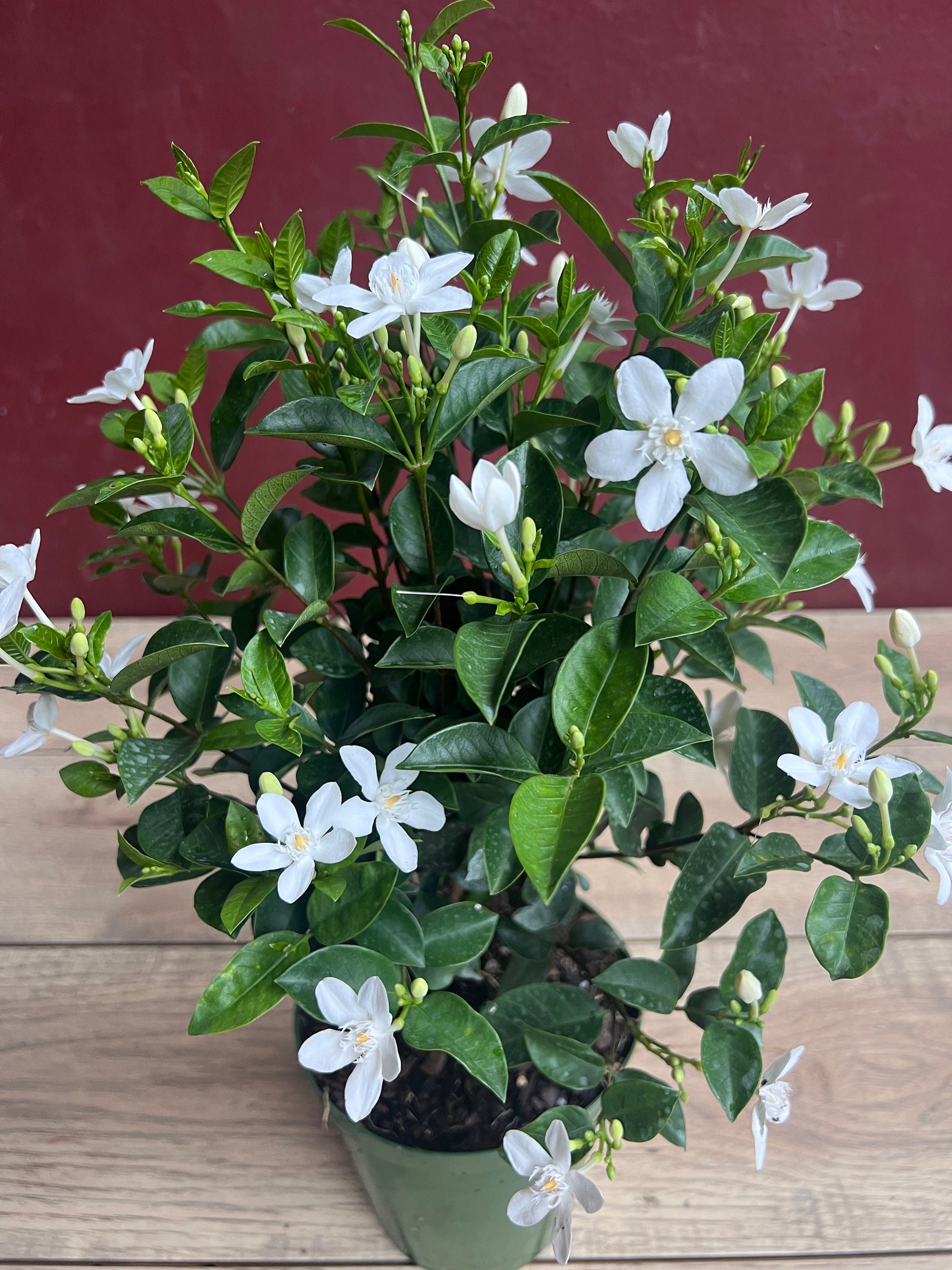 asian jasmine plant indoors Asian Snow Jasmine in 6" Pot, house plant, indoor plant, outdoor plant – The Nodes