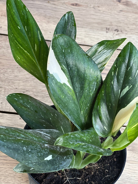 Monstera Standleyana Albo in 6" Pot , Philodendron Cobra