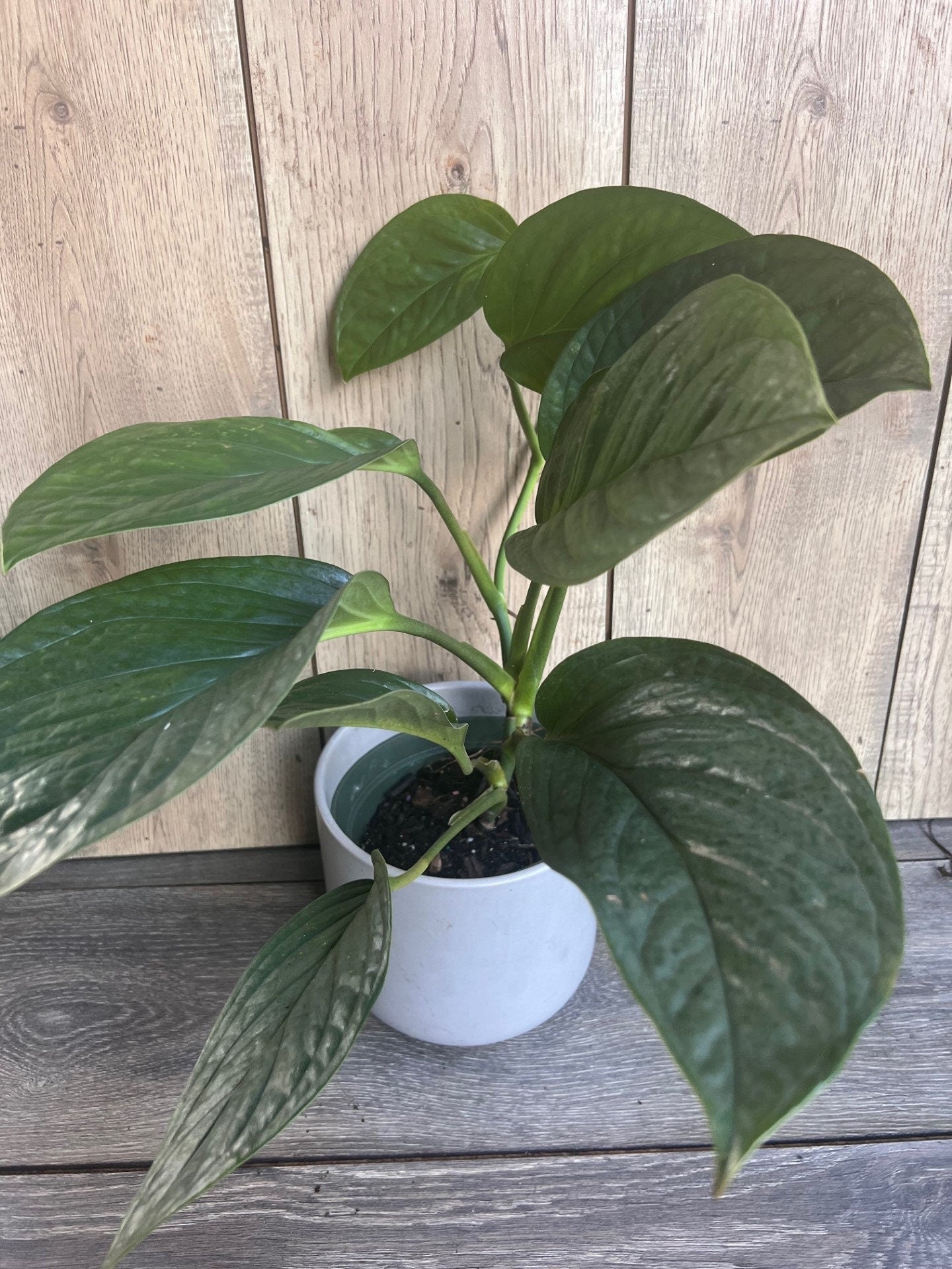 Monstera Pinnatipartita in 6"Pot