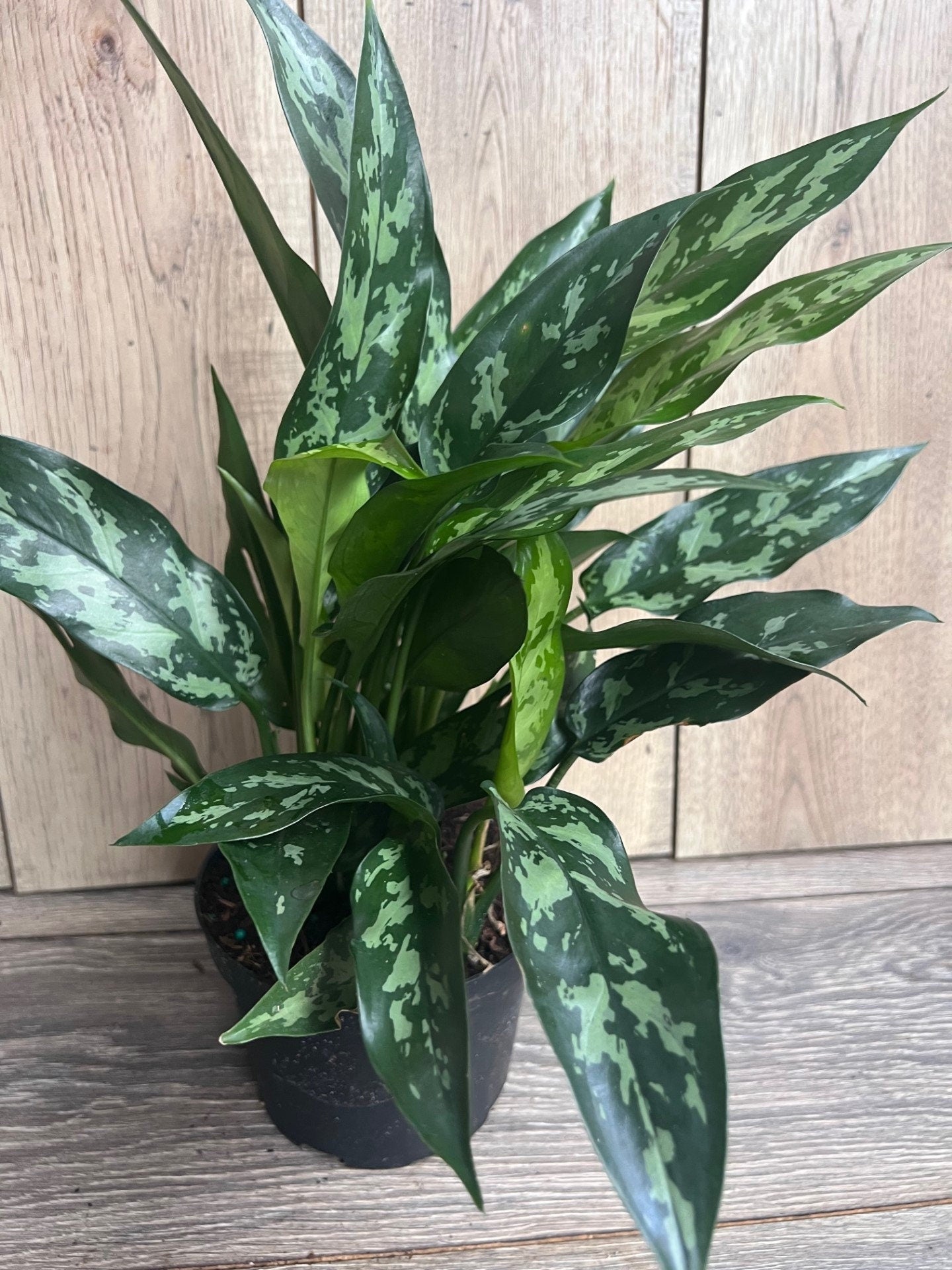 Aglaonema Maria, Aglaonema Tigress in 6" inches pot