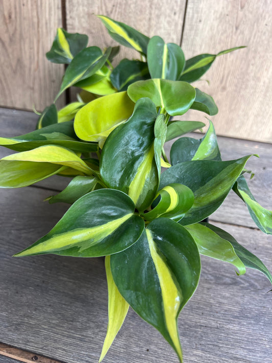 Philodendron Brasil. in 4” pot, philodendron hederaceum,trailing plant, house plant, variegated heart shaped philodendron