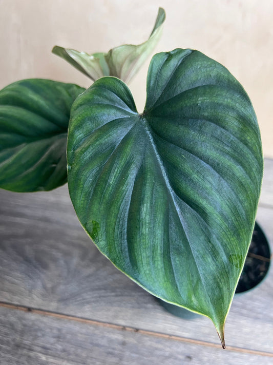 Philodendron Plowmanii in 4” Pot
