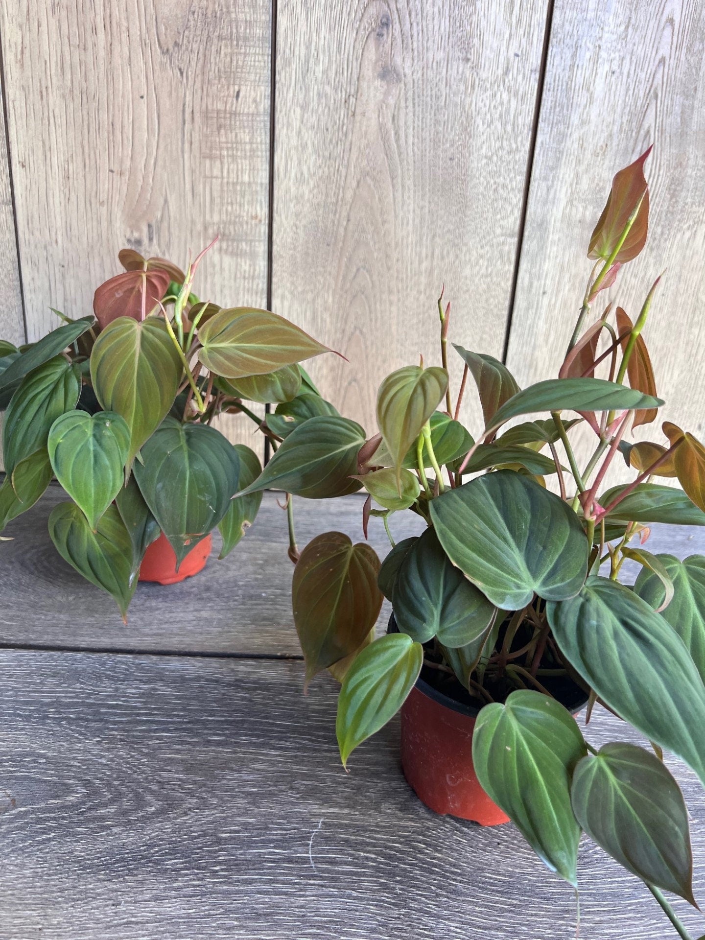 Philodendron Micans in 4" Pot