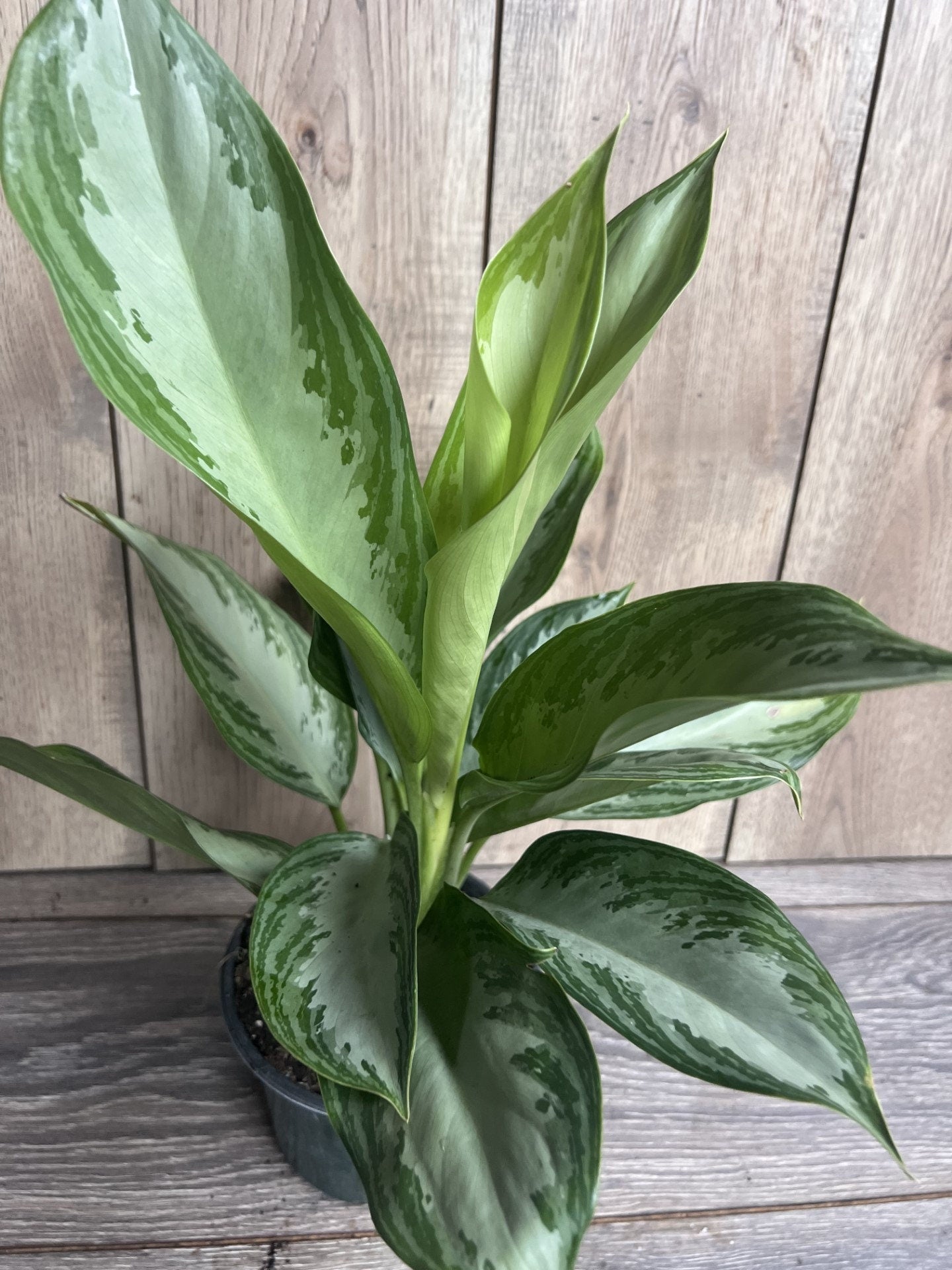 Aglaonema Silver Bay, 6", Home decor, house plant