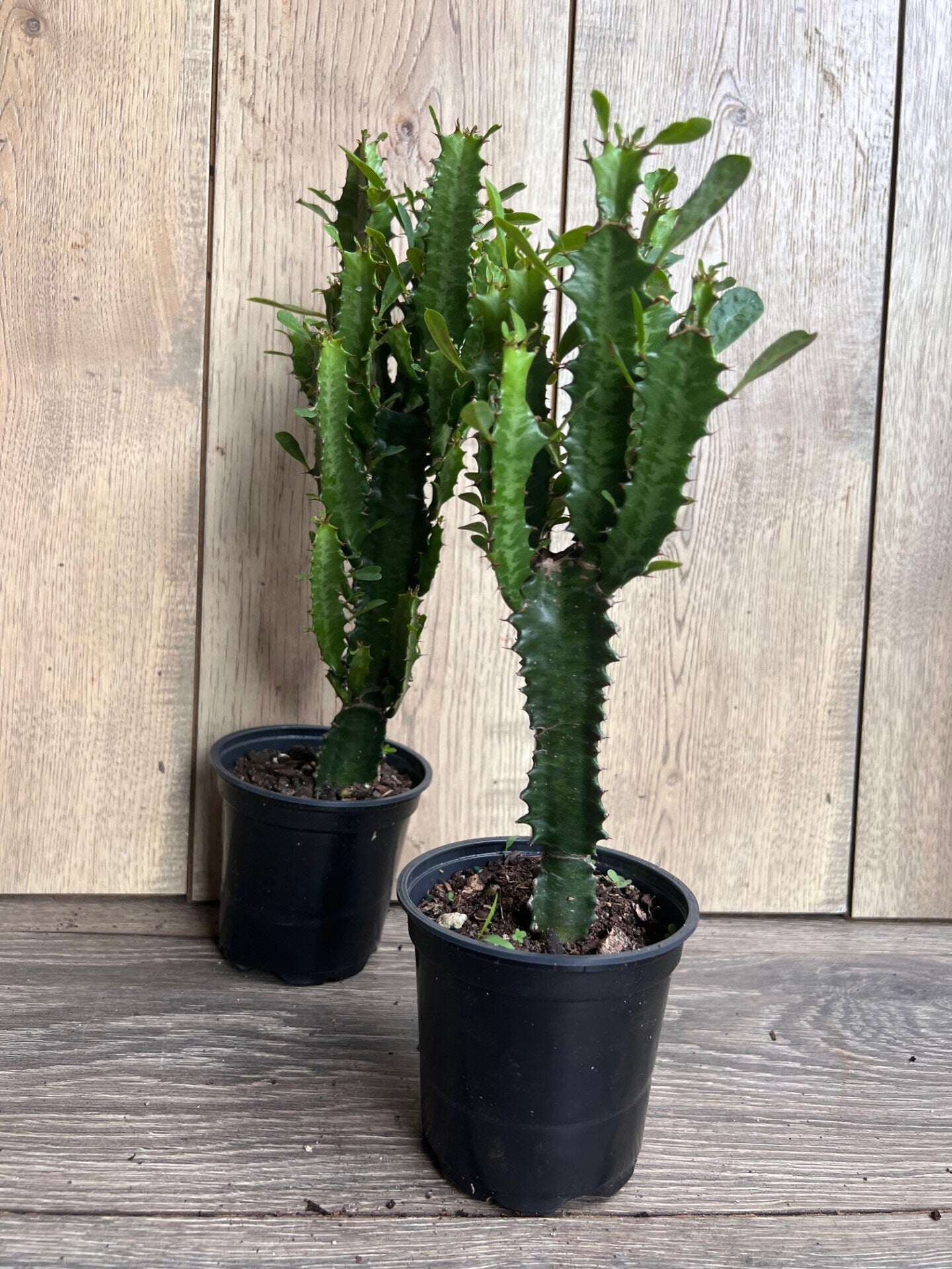 Trigona Green in 4", African Milk Tree, Cactus, Succulent, Live plant
