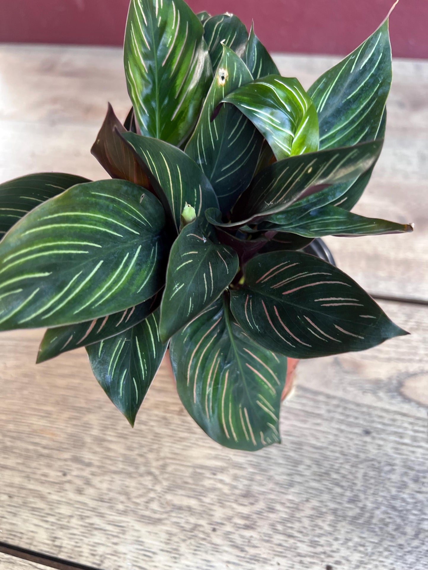 Calathea Beauty Star - Calathea , in 4" pot, Prayer Plant