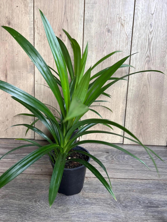 Pandan Plant, pandanus, pandan in 4" pot