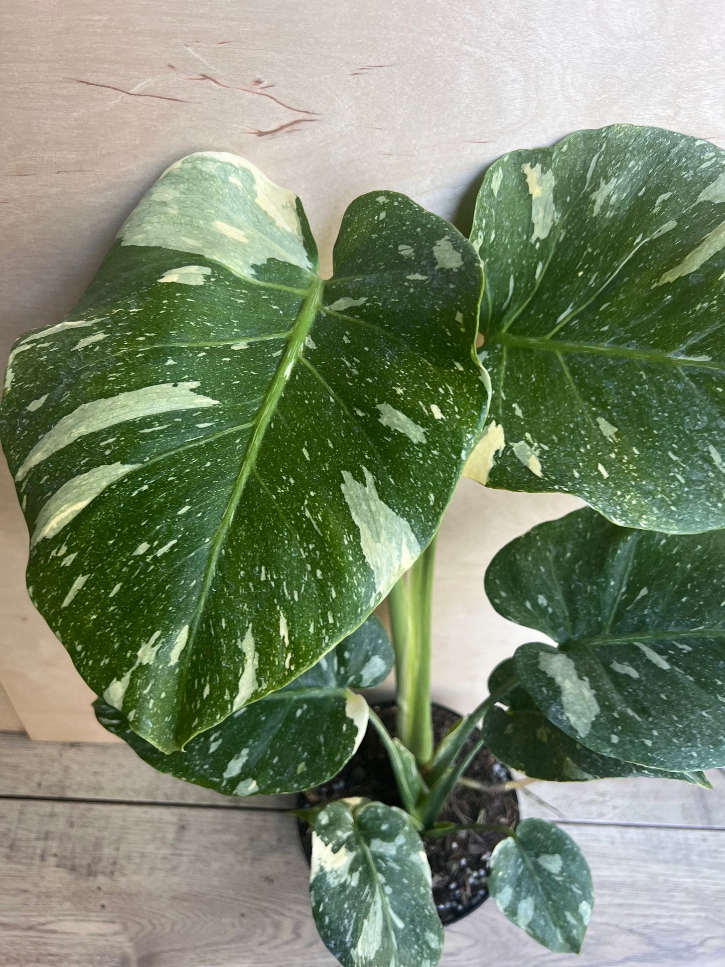 Monstera Thai Constellation' in 6" POT, Thai Con.