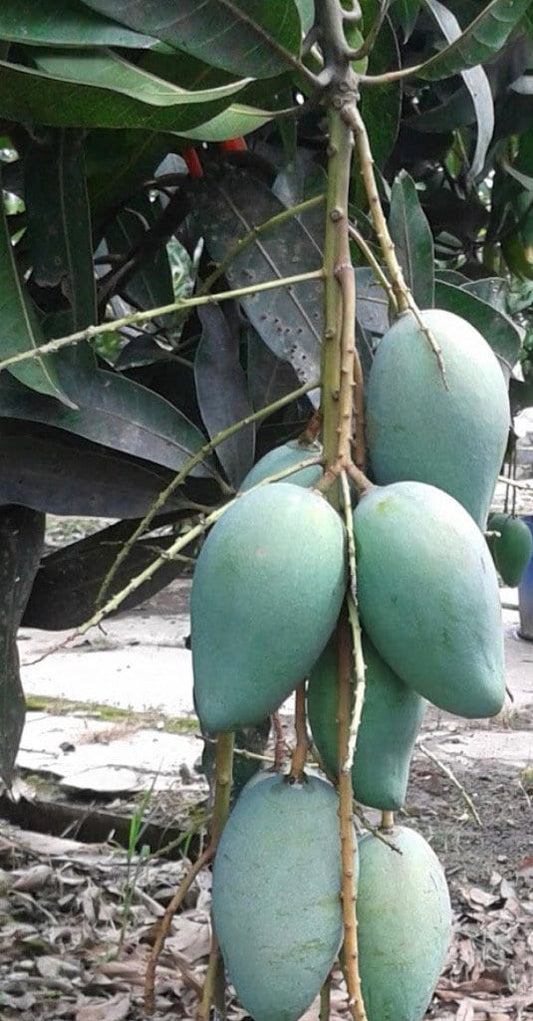 Mallika Mango Tree. grafted in 3 gallons pot, No Ship to CA and HI