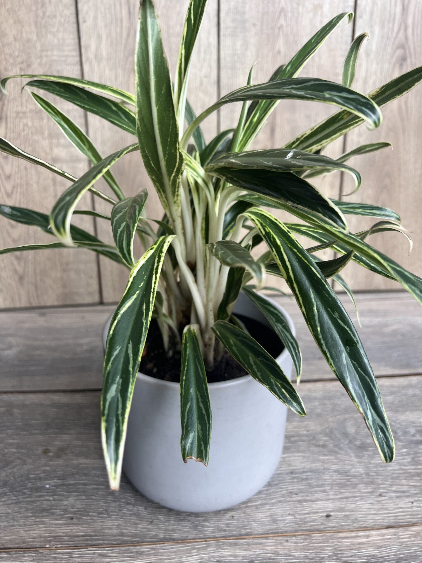 Aglaonema commutatum Rice in 6" Pot