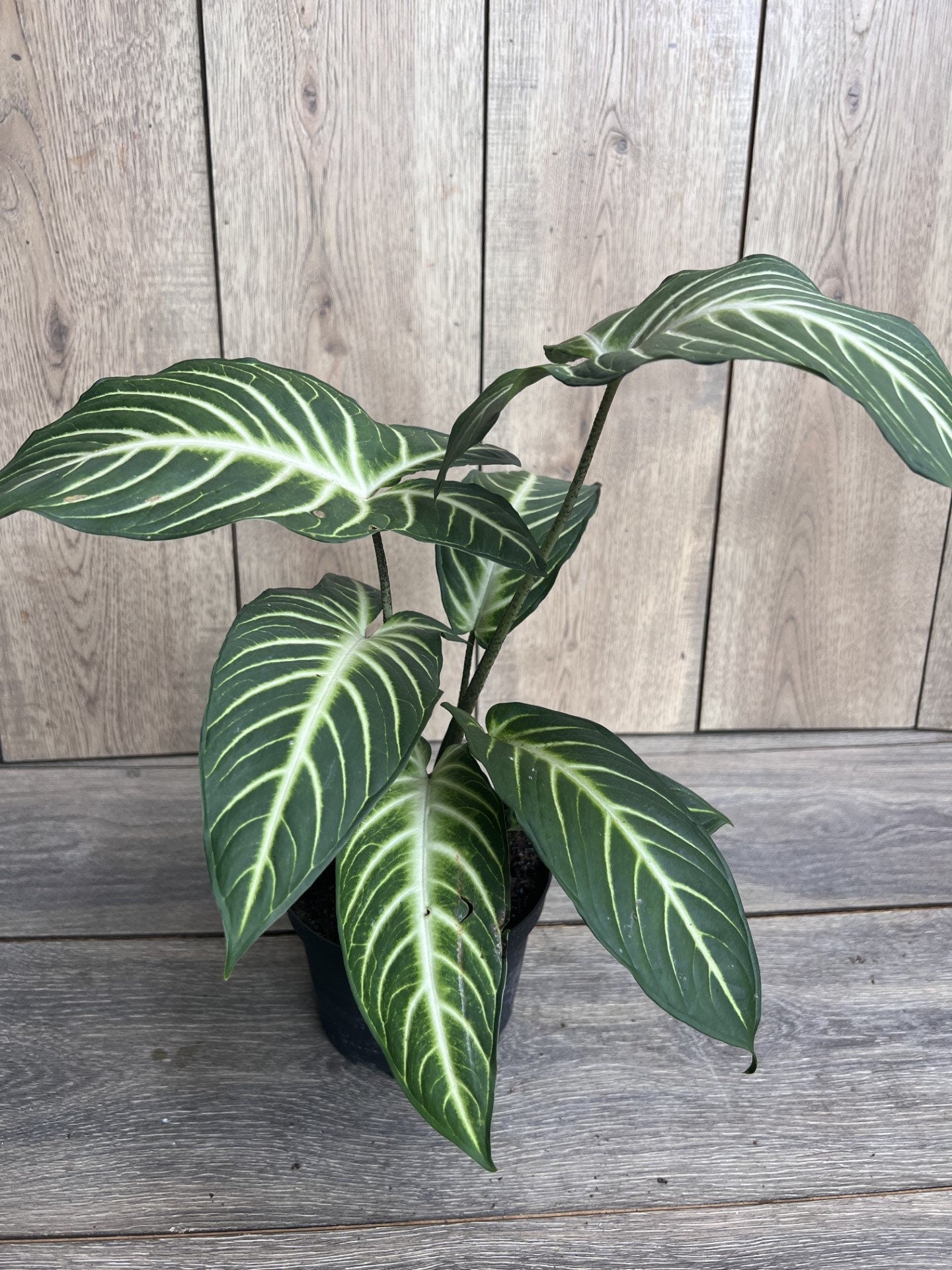 Xanthosoma lindenii Magnificum in 6" Pot , Caladium Lindenii