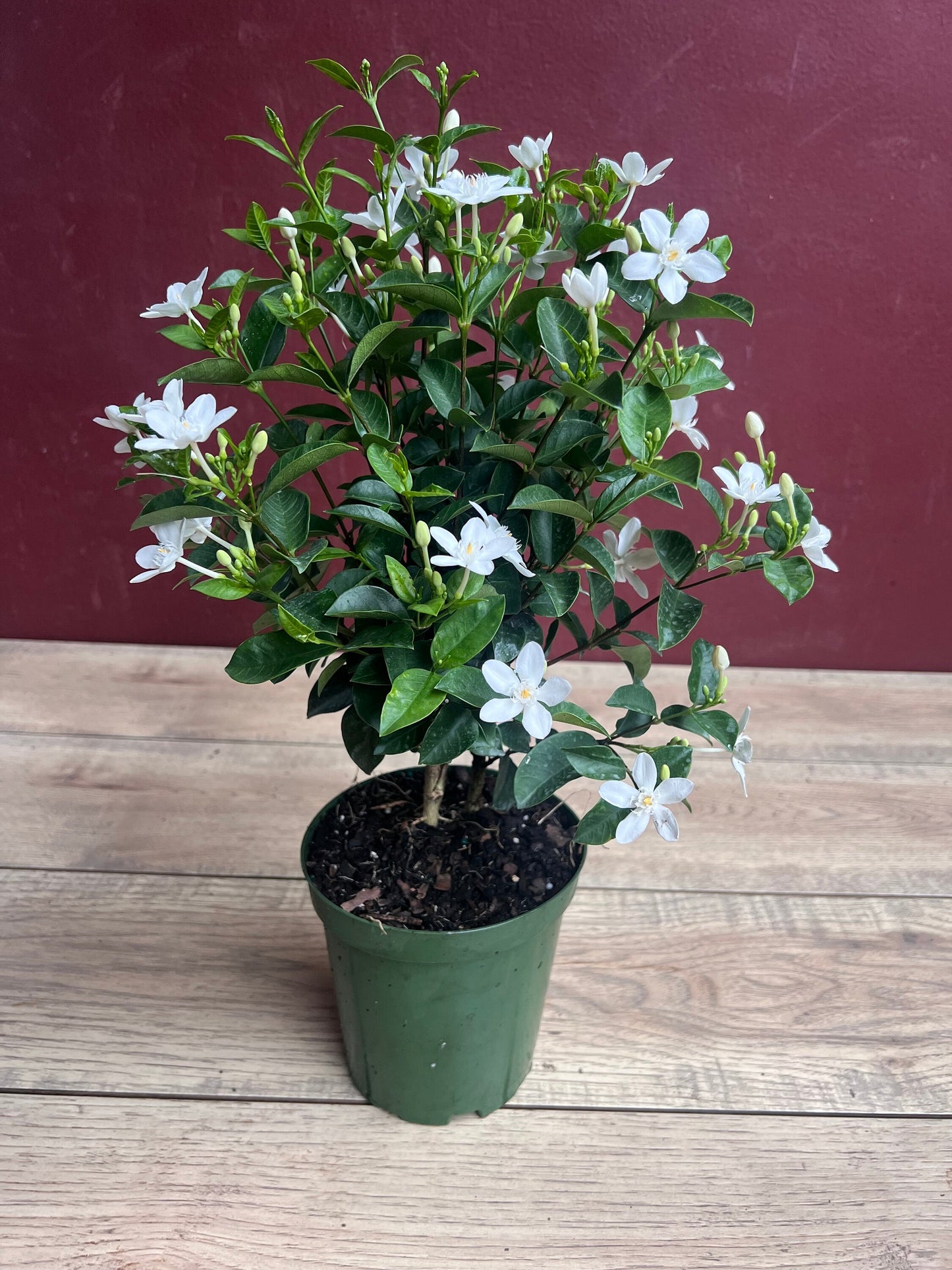 Asian Snow Jasmine in 6" Pot, house plant, indoor plant, outdoor plant