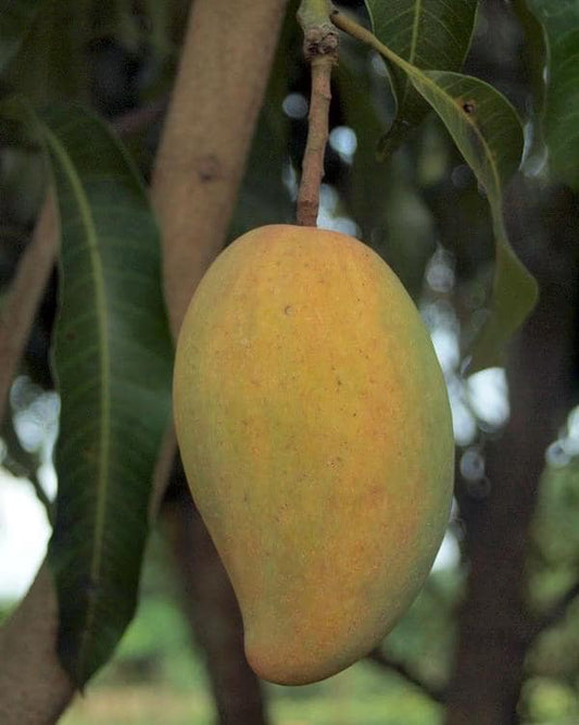 Grafted Manila Mango in 1/2 Gallon Pot