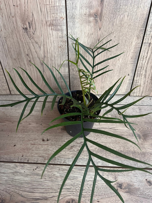 Philodendron Tortum in 4" Pot
