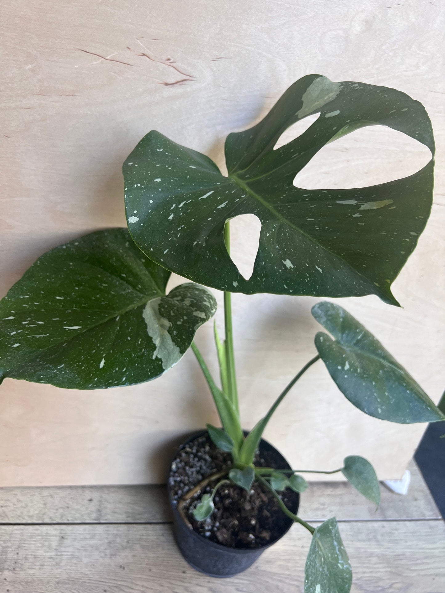 Monstera Thai Constellation' in 6" POT, Thai Con.