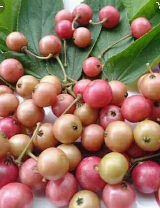Muntingia calabura ,Strawberry Tree in 10” Pot, Jamaican Strawberry, Kersen