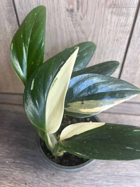 Monstera Standleyana Albo in 4" Pot , Philodendron Cobra