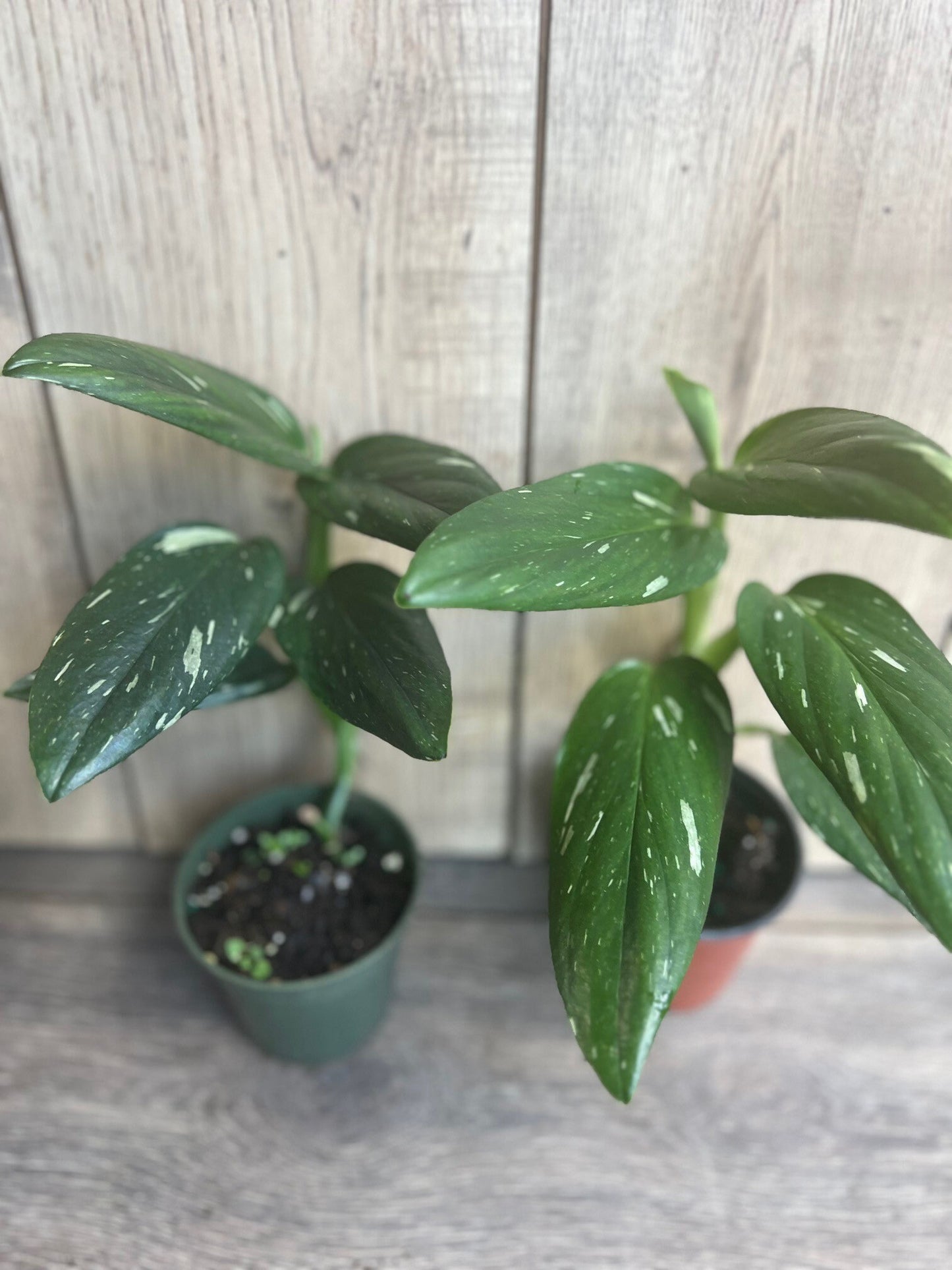 Monstera Standleyana Albo in 4" Pot , Philodendron Cobra