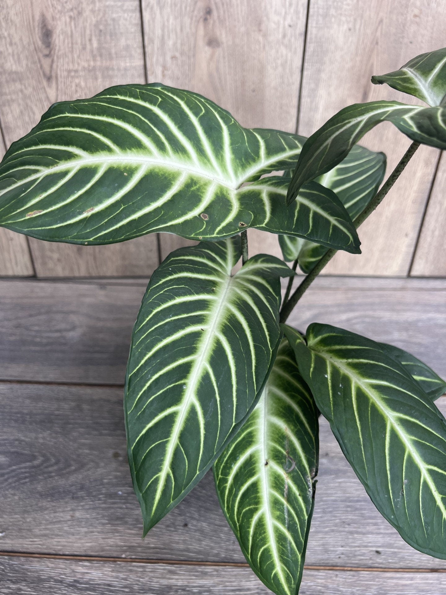 Xanthosoma lindenii Magnificum in 6" Pot , Caladium Lindenii