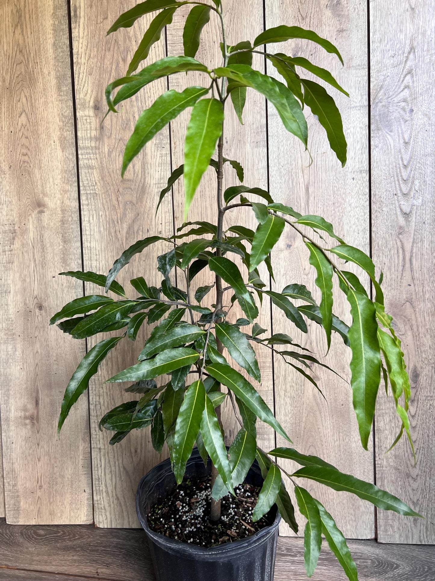 Mast Tree, Polyalthia longifolia in 3 gallon Pot