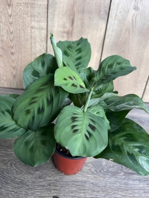 Maranta Red in 4" Pot