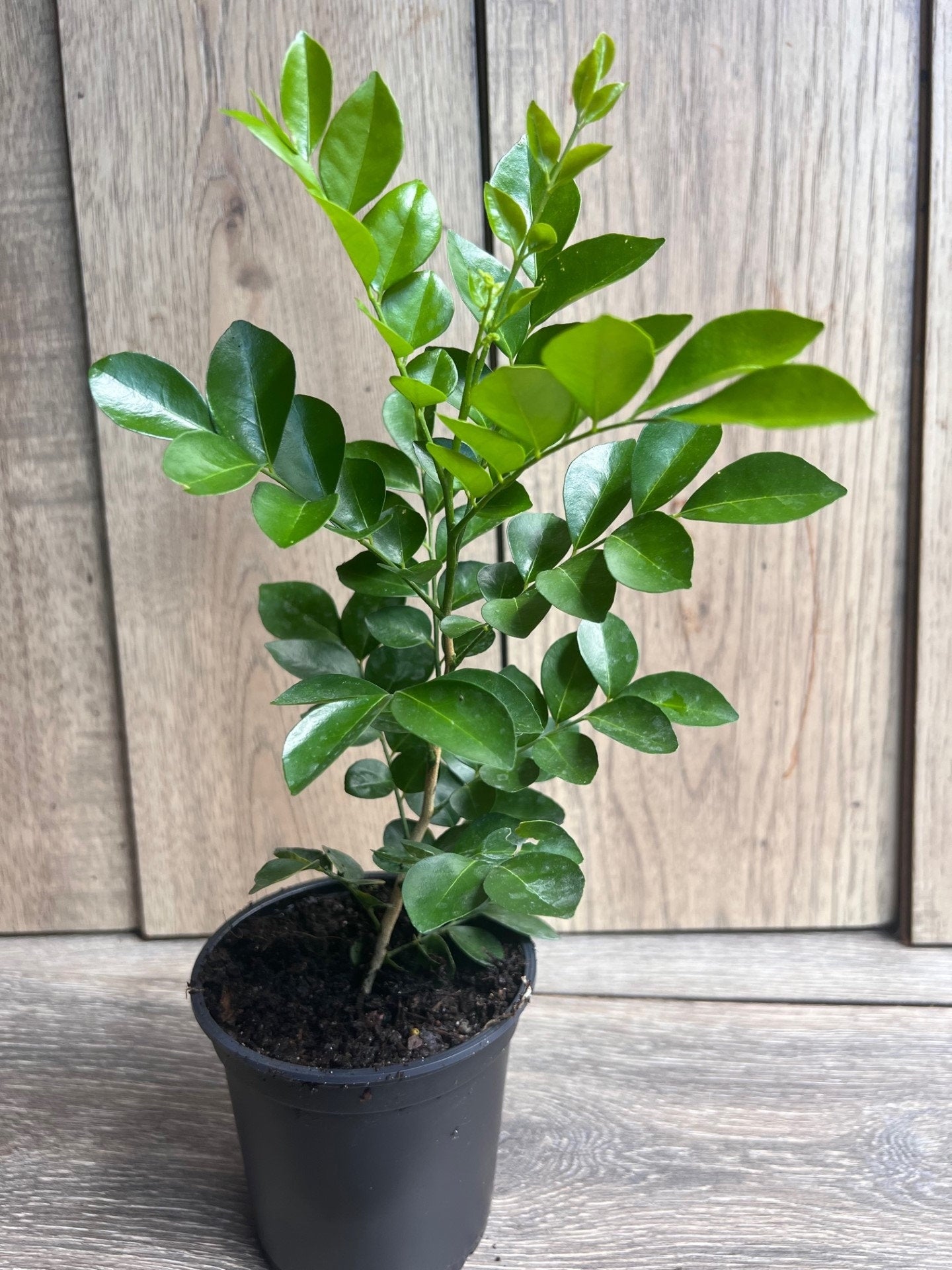 Orange Jasmine in 4" Pot, Murraya paniculata