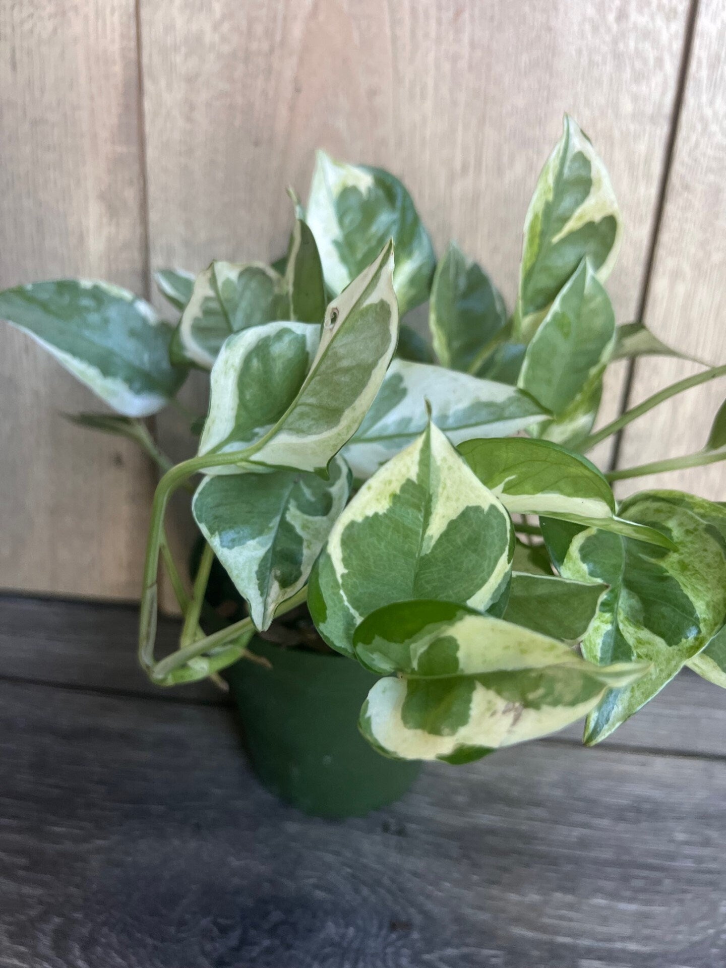 N’Joy pothos , Epipremnum aureum,  Devil’s Ivy in 4" pot, Njoy