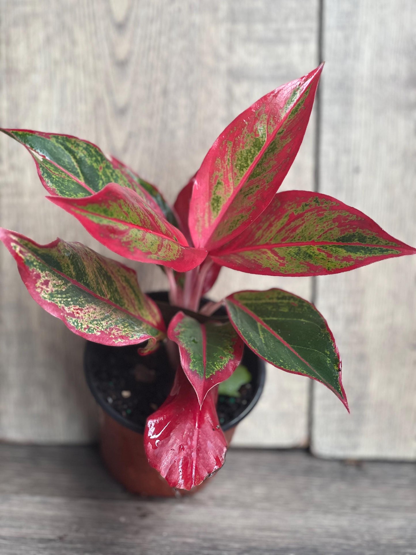 Aglaonema Red Creta in 4" Pot