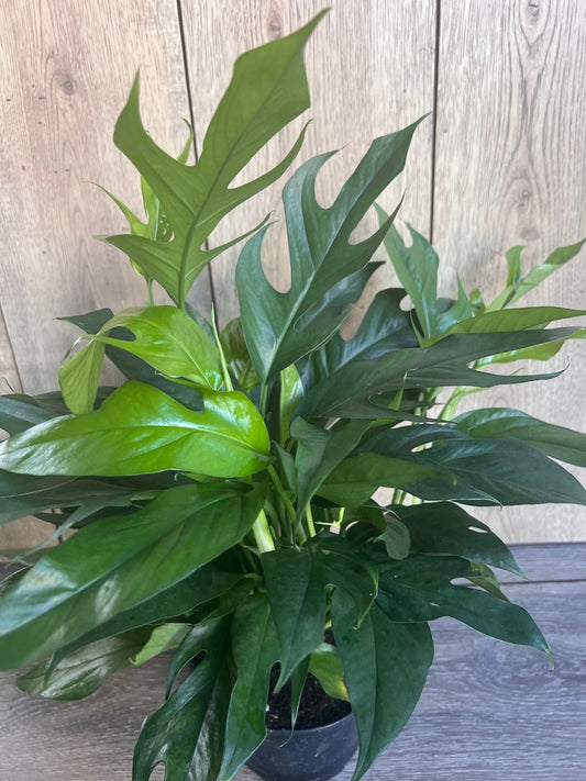 Baltic Blue Pothos, Epipremnum pinnatum in 4" Pot