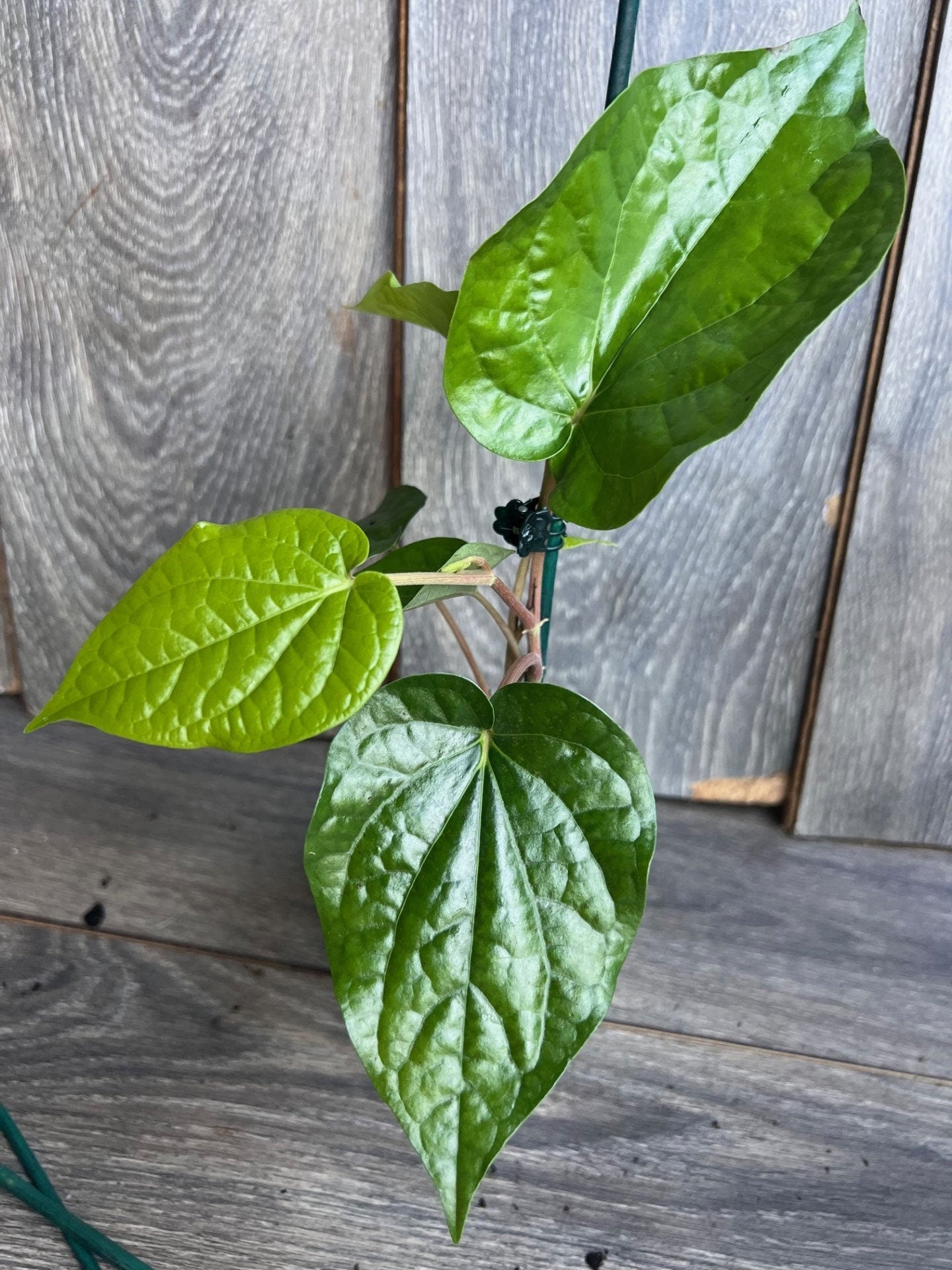 Betel Leaf Plant, Piper Betel in 4" Pot , Daun Sirih Plant ,