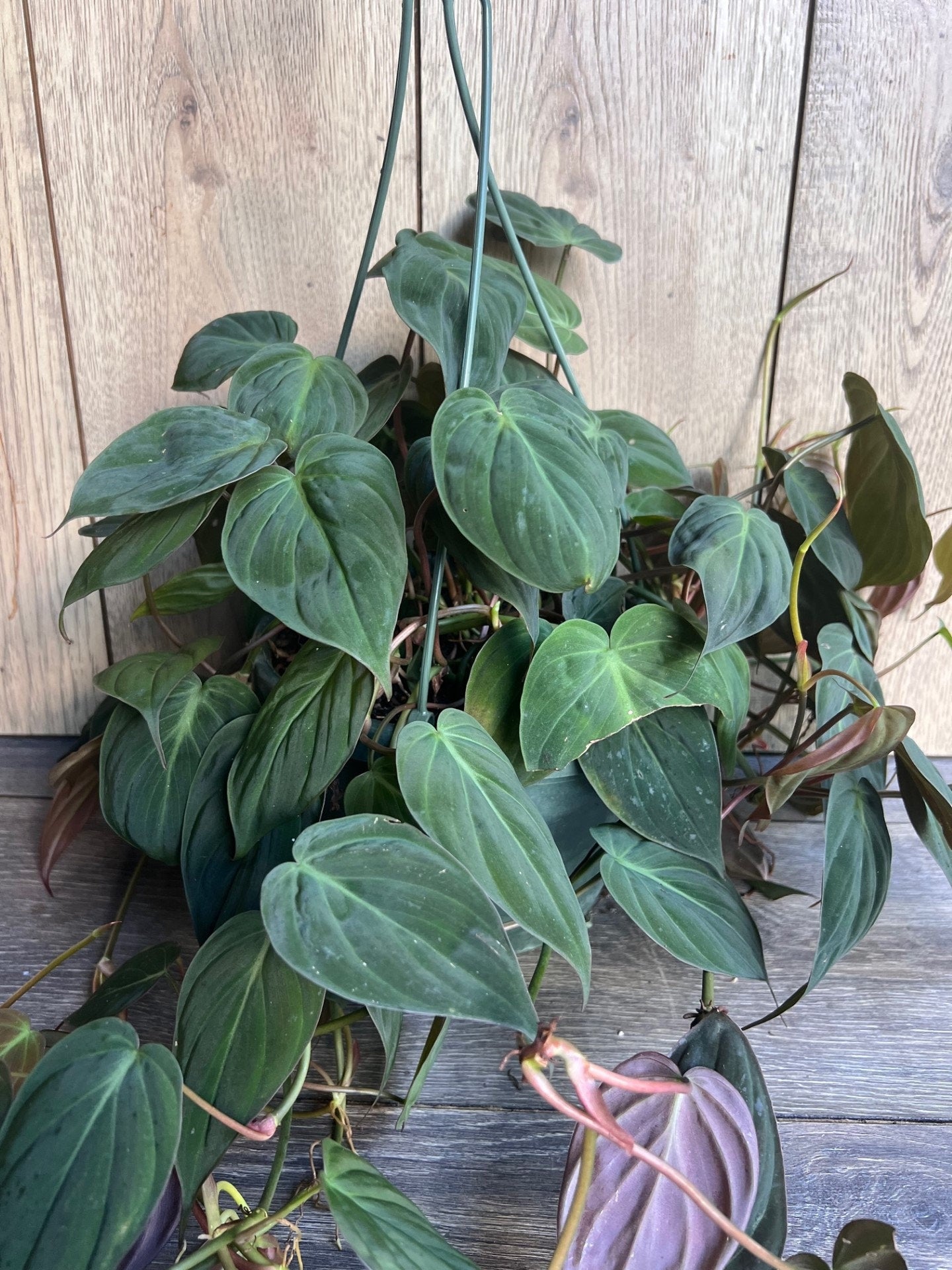 Philodendron Micans in 8'' HB pot