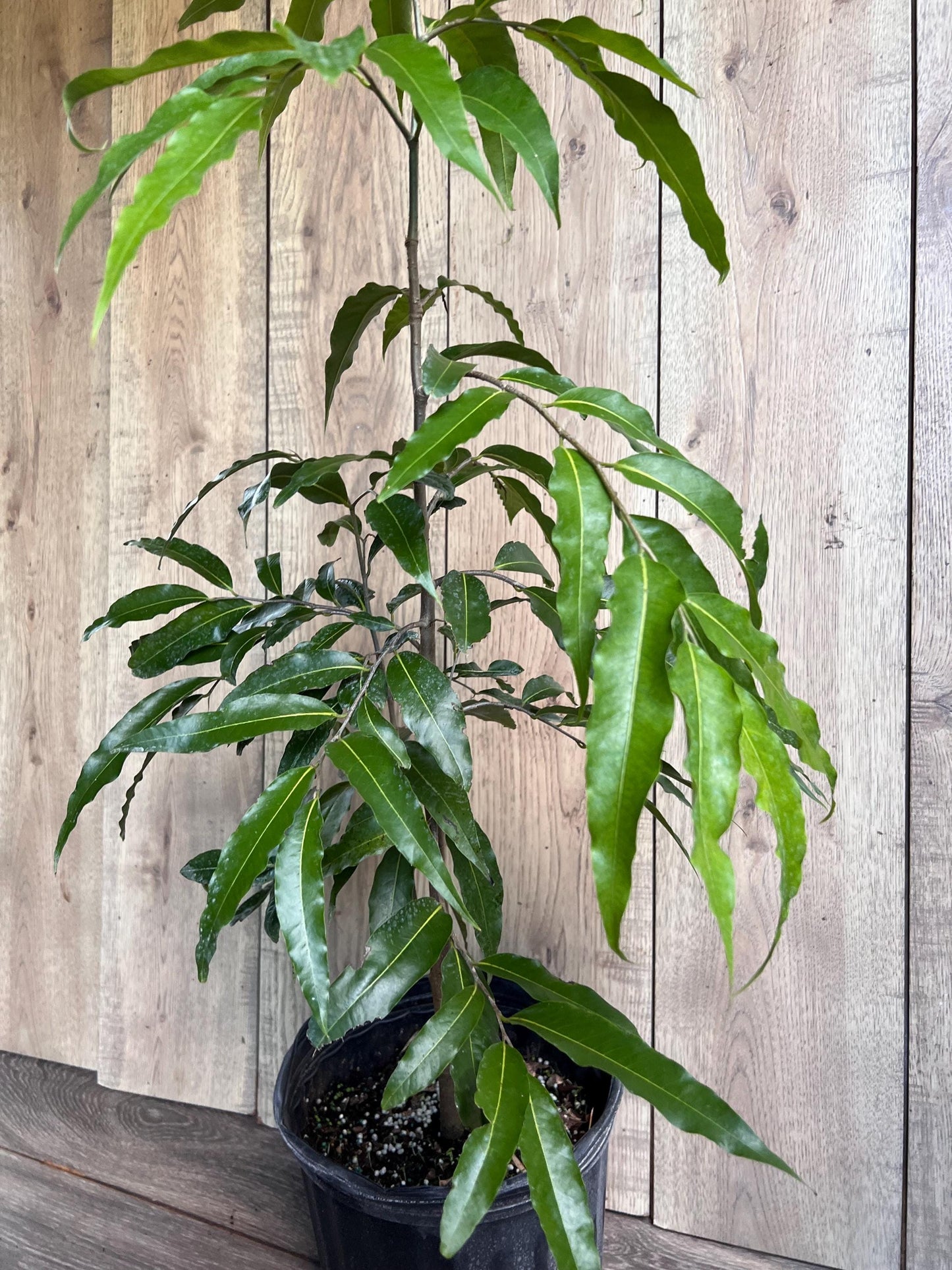 Mast Tree, Polyalthia longifolia in 3 gallon Pot