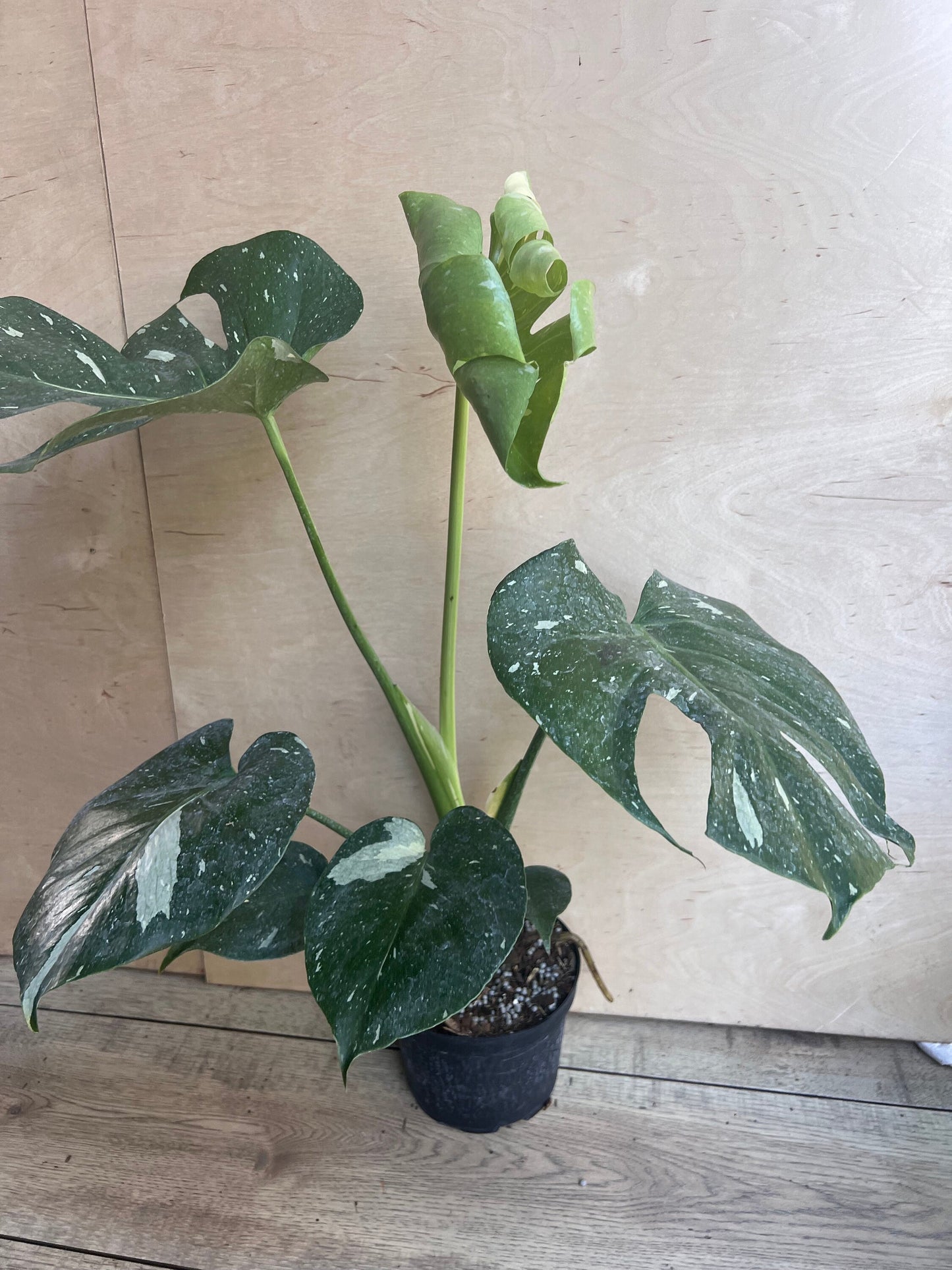 Monstera Thai Constellation' in 6" POT, Thai Con.