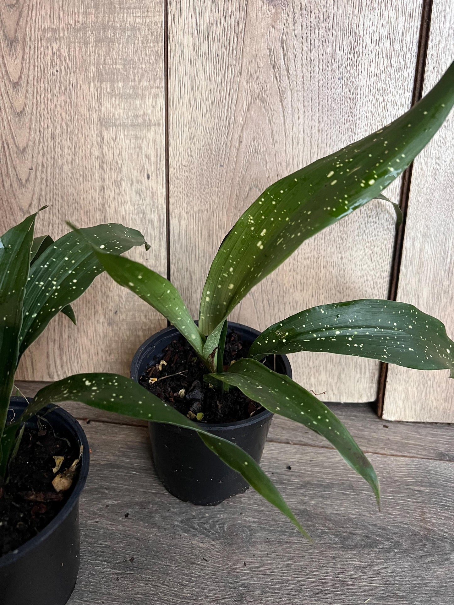 Aspidistra Elatior 'Milky Way' 4" Pot
