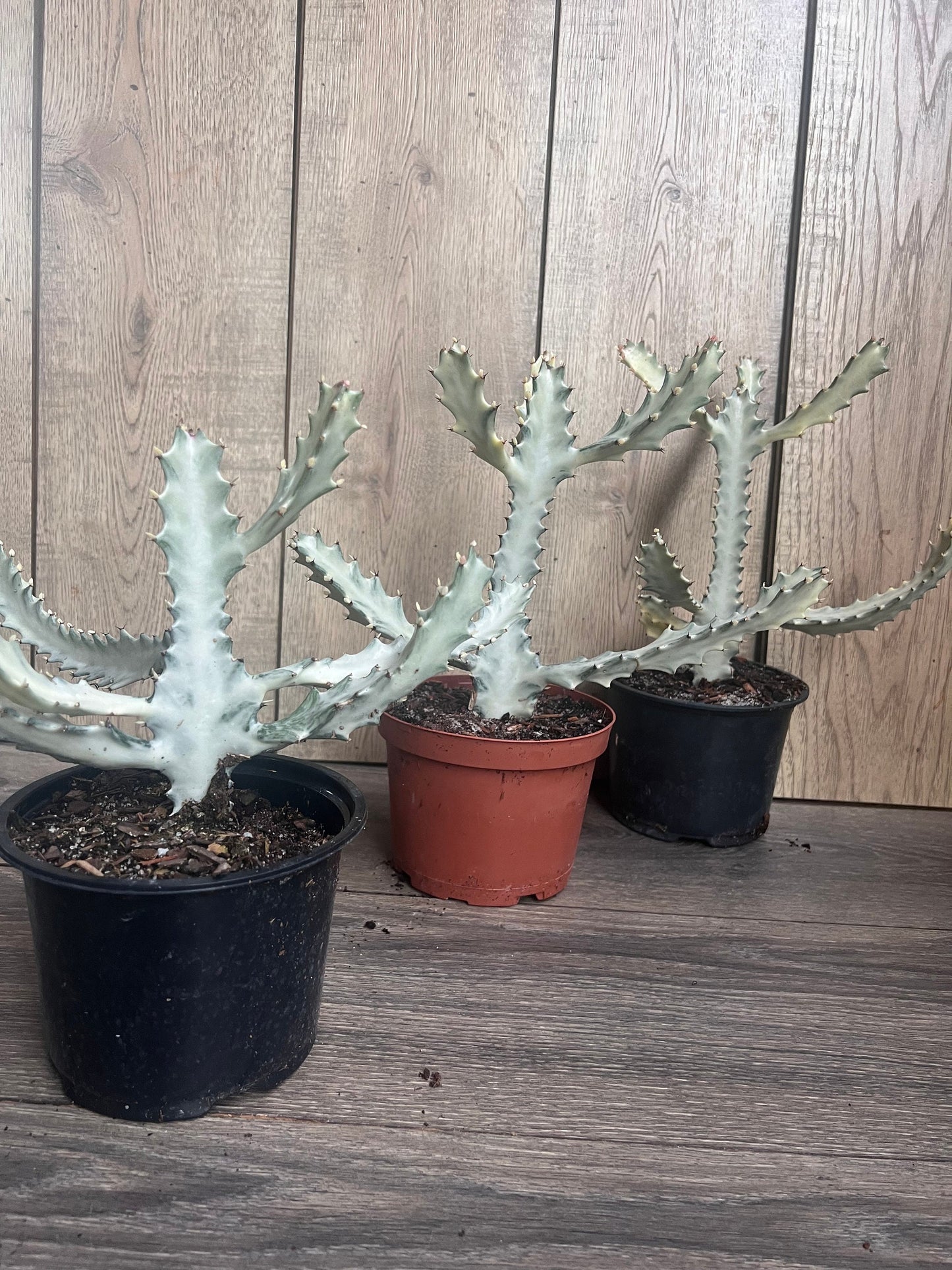 Ghost cactus | White variegated euphorbia lactea | Rare Cactus in 6"