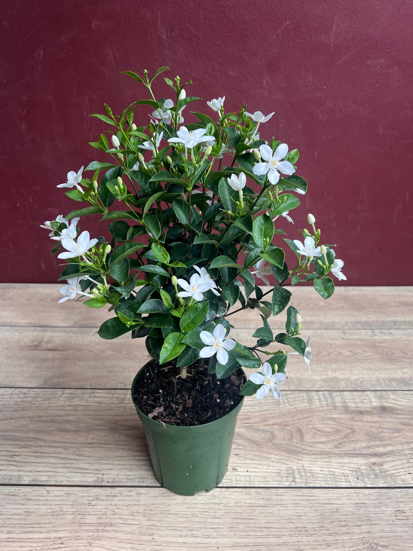 Asian Snow Jasmine in 6" Pot, house plant, indoor plant, outdoor plant