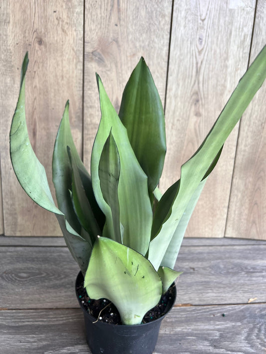 Sansevieria Moonshine  in 6" Pot , Snake plant, Live house plant
