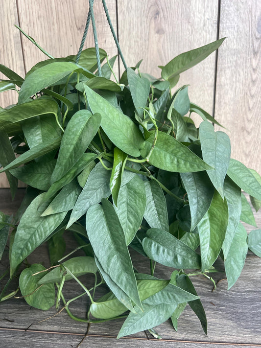 Cebu Blue Pothos in 8"HB Pot