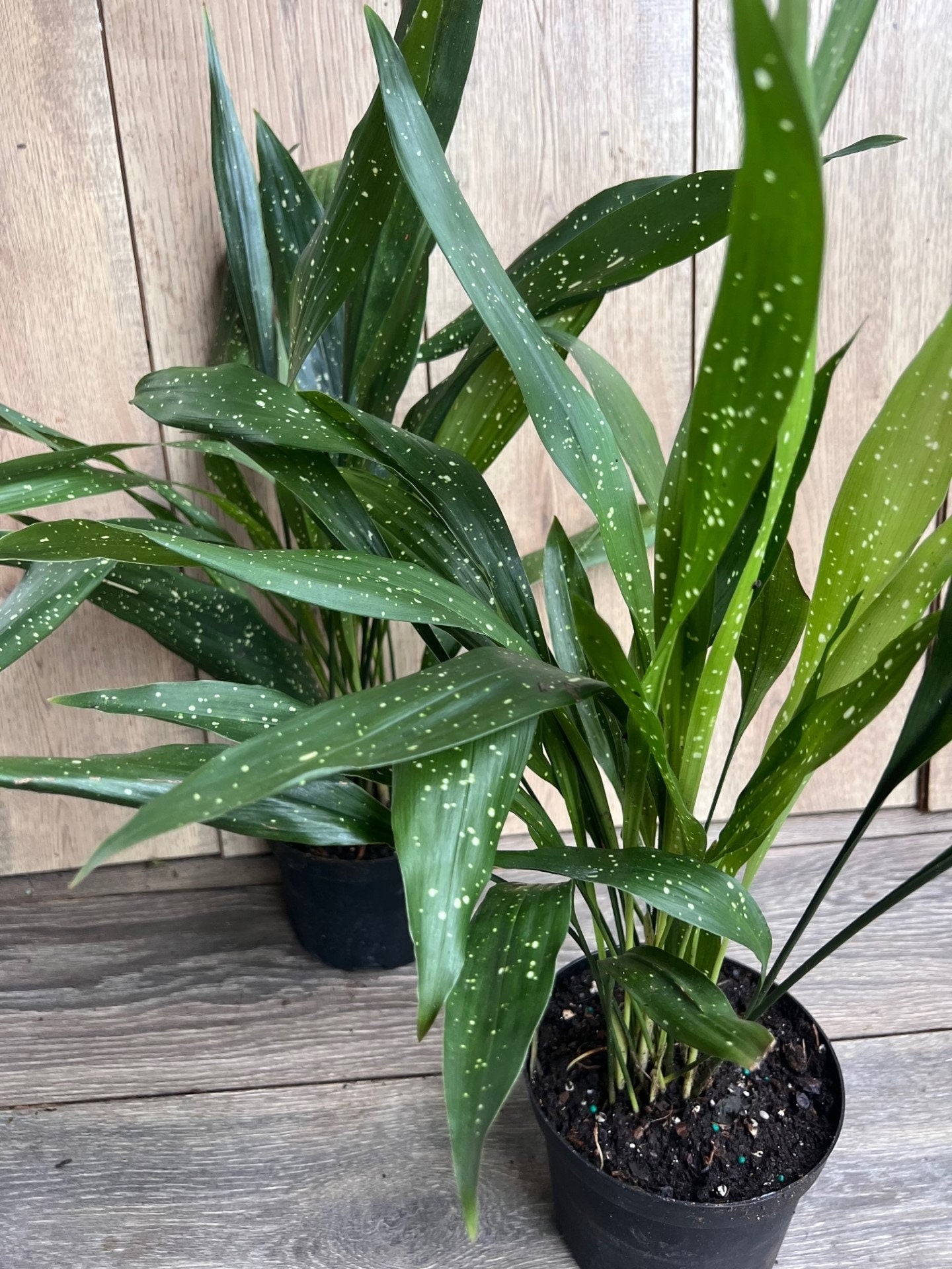 Aspidistra Elatior 'Milky Way'  in 6" pot, Cast Ireon Plant