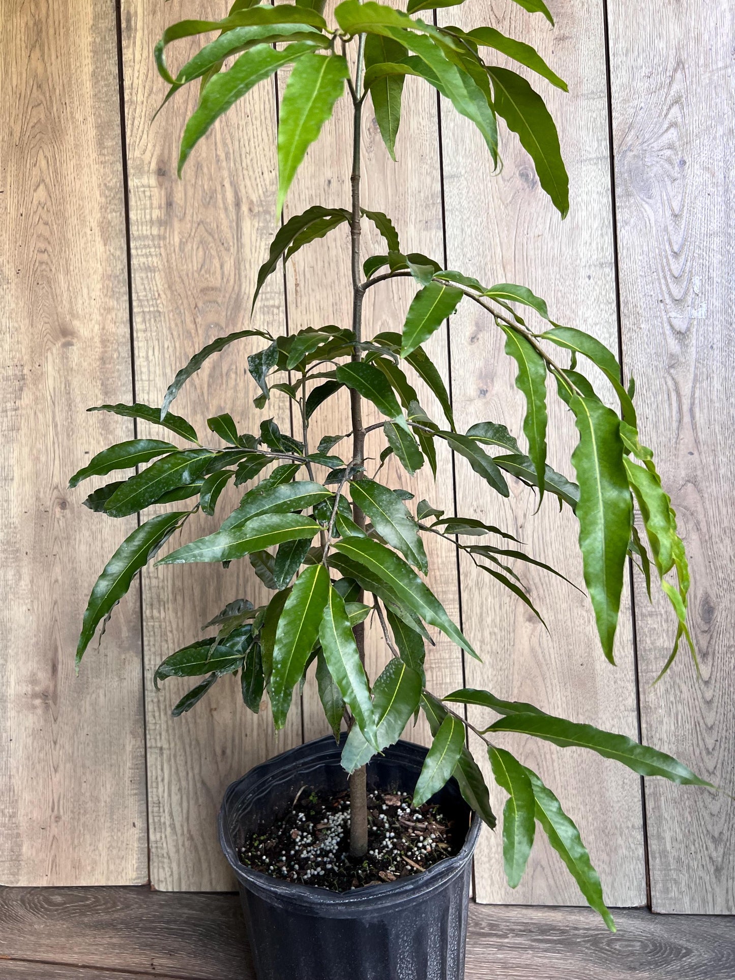 Mast Tree, Polyalthia longifolia in 3 gallon Pot